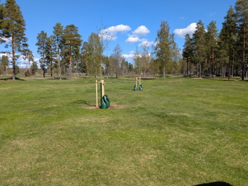 Trädåtgärder för en bättre bana